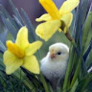 Meet your Posher, Rowena